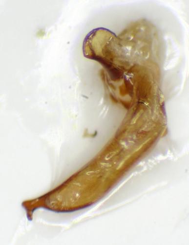 Atranus ruficollis